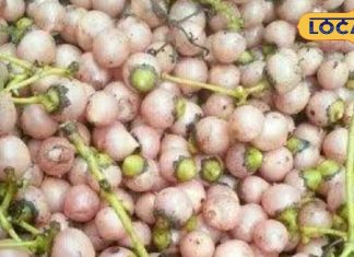 इस जंगली फल के काढ़े से दूर होती हैं कई बीमारियां, जानें कब और कैसे करें सेवन