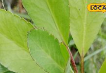 पथरी के लिए काल है मुफ्त में मिलने वाला ये मामूली पत्ता, जानिए कैसे करें सेवन?