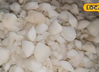 पथरी की काल है यह औषधि, बड़े से बड़े स्टोन को शरीर से निकाल फेंकने में है कारगर, जानें उपयोग