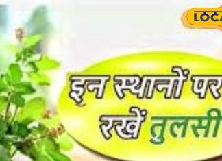 घर में इन 3 जगहों पर भूलकर न लगाएं तुलसी पौधा, इस देवता से तो दूर ही रखें, वरना लक्ष्मी होंगी नाराज