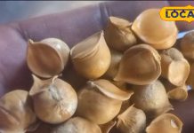 हजारों दवाओं को टक्कर देती है यह औषधि, डायबिटीज से लेकर कोलेस्ट्रॉल तक, हर बीमारी को कर देगी छूमंतर!