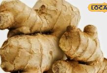 Know the benefits of ginger, it is very beneficial in diabetes, heart disease, cough, medicinal properties of ginger…. – Bharat.one हिंदी