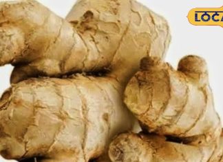 Know the benefits of ginger, it is very beneficial in diabetes, heart disease, cough, medicinal properties of ginger…. – Bharat.one हिंदी