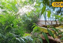 दूध के साथ रात में लगाएं इस अनोखे पत्ते का लेप, 7 दिन में चमचमा जाएगा चेहरा