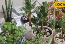 गिफ्ट में भूलकर भी न दें ये पौधे, पड़ सकती है रिश्तों में दारर, जानें सबकुछ