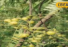 कमाल का है ये देसी आइटम… 24 घंटे में काले कर देगा सफेद बाल! नहीं है कोई साइड इफेक्ट-This free local item is amazing, it will turn white hair black in 24 hours, there is no side effect, know the right way to use it from the expert…