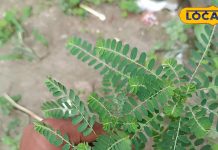 अपने आप उग आता है ये ‘घास’, हेपेटाइटिस-मलेरिया समेत 120 बीमारियों का काल, आप जानते हैं नाम?