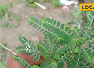 अपने आप उग आता है ये ‘घास’, हेपेटाइटिस-मलेरिया समेत 120 बीमारियों का काल, आप जानते हैं नाम?
