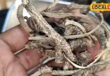 पिघल जाएगी चर्बी, स्किन से गायब हो जाएंगे दाग-धब्बे! इस औषधि को करें इस्तेमाल