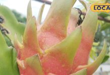 इसे ऐसे ही नहीं कहा जाता 21वीं सदी का फल, पोषक तत्वों और औषधीय गुणों का है भंडार