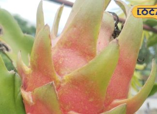 इसे ऐसे ही नहीं कहा जाता 21वीं सदी का फल, पोषक तत्वों और औषधीय गुणों का है भंडार