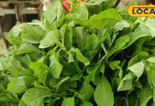 साल में सिर्फ 4 महीने मिलती है ये हरी सब्जी, आंखों की रोशनी के लिए वरदान