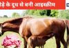 गाय, भैंस नहीं, घोड़ी के दूध से बनी आइस्क्रीम में है ज्यादा शक्ति, वैज्ञानिकों का चौंकाने वाला खुलासा, स्वाद में भी कमाल