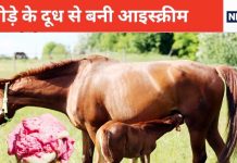 गाय, भैंस नहीं, घोड़ी के दूध से बनी आइस्क्रीम में है ज्यादा शक्ति, वैज्ञानिकों का चौंकाने वाला खुलासा, स्वाद में भी कमाल
