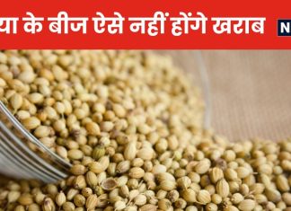 धनिया के बीज डिब्बे में रखे-रखे हो जाते हैं खराब, ये 2 आसान नुस्खे करें ट्राई, महीनों नहीं लगेंगे कीड़े और घुन