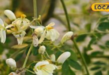 प्रोटीन का पावर हाउस है ये सब्जी, इंसान हो या जानवर सभी के लिए लाभकारी