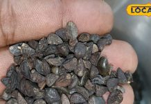 इस औषधि के आगे दवाएं भी फेल, बीमारियों को भगा सकती है दूर; बस करना होगा यह काम