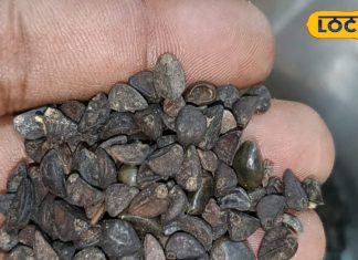 इस औषधि के आगे दवाएं भी फेल, बीमारियों को भगा सकती है दूर; बस करना होगा यह काम