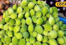 बरसात में कुछ ही दिन मिलता है यह फल, इन बीमारियों के लिए रामबाण
