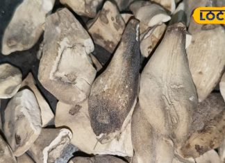 कमाल की है ये औषधि, कई बीमारियों के लिए रामबाण