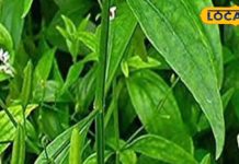 मलेरिया में कारगर है ये हरी पत्तियां, इन बीमारियों में भी रामबाण; फायदे जानकर नहीं होगा यकीन – Bharat.one हिंदी