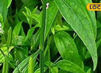 मलेरिया में कारगर है ये हरी पत्तियां, इन बीमारियों में भी रामबाण; फायदे जानकर नहीं होगा यकीन – Bharat.one हिंदी