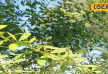 पहाड़ों में मिलने वाला ये जंगली पौधा है बेहद चमत्कारी, डायबिटीज के लिए कारगर