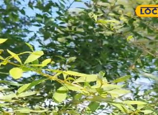 पहाड़ों में मिलने वाला ये जंगली पौधा है बेहद चमत्कारी, डायबिटीज के लिए कारगर