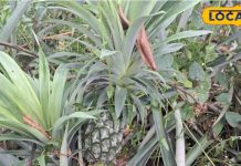 रानी अनानास किसानों के लिए फायदेमंद,विटामिन सी,एंटीऑक्सीडेंट गुणों से है भरपूर