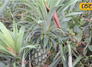 रानी अनानास किसानों के लिए फायदेमंद,विटामिन सी,एंटीऑक्सीडेंट गुणों से है भरपूर