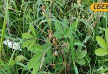 रहस्यमई औषधीय गुणों से भरपूर है छुई-मुई, पत्तियां हैं महिलाओं के लिए वरदान