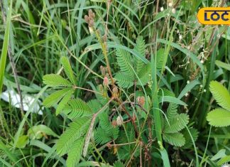 रहस्यमई औषधीय गुणों से भरपूर है छुई-मुई, पत्तियां हैं महिलाओं के लिए वरदान