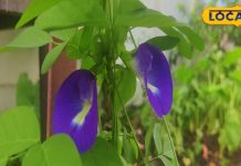 ये बस साधारण फूल नहीं…कई बीमारियों में है रामबाण इलाज, वजन से लेकर माइग्रेन-अस्थमा में कारगर