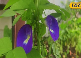 ये बस साधारण फूल नहीं…कई बीमारियों में है रामबाण इलाज, वजन से लेकर माइग्रेन-अस्थमा में कारगर