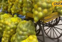 हड्डियों के दर्द में रामबाण है इस फल का जूस, ₹250 में झोला भरकर ले आए घर