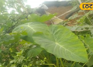 छत्तीसगढ़ में काफी फेमस है कोचई पान की सब्जी, एकदम चाव से खाते हैं गांव के लोग; क्या आपने कभी खाया ?