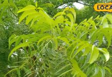 देशी दवाओं का राजा है ये पत्ता, खून साफ कर देगा, डायबिटीज और मलेरिया के लिए तो रामबाण