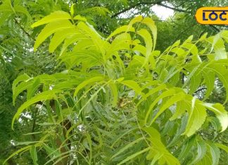 देशी दवाओं का राजा है ये पत्ता, खून साफ कर देगा, डायबिटीज और मलेरिया के लिए तो रामबाण