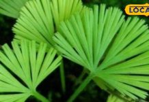 शरीर को सरिया जैसा मजबूत बना देंगे ये हरे पत्ते, दूध-दही की नहीं पड़ेगी जरूरत – Bharat.one हिंदी