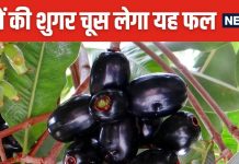 सिर्फ 10 दिन बचा है इस फल का सीजन, डायबिटीज का सबसे बड़ा दुश्मन, नसों से खींच लाता है एक्स्ट्रा शुगर