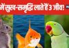 सिर्फ खुशियां ही नहीं घर में सकारात्मकता भी लाते हैं, घर में पाले जानें वाले ये 3 जीव, तरक्की के भी खोलते हैं द्वार