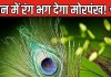 जीवन की कई समस्याओं को दूर करता है मोरपंख, 6 उपाय बदल देंगे किस्मत! कहां और कैसे रखना होगा शुभ?