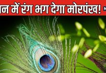 जीवन की कई समस्याओं को दूर करता है मोरपंख, 6 उपाय बदल देंगे किस्मत! कहां और कैसे रखना होगा शुभ?