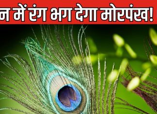 जीवन की कई समस्याओं को दूर करता है मोरपंख, 6 उपाय बदल देंगे किस्मत! कहां और कैसे रखना होगा शुभ?