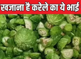 सावन-भादो में बस 25 दिन मिलेगी ये सब्जी, ताकत का है देसी खजाना, तुरंत नोट करें रेसिपी