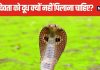 नाग पंचमी पर सांप को भूलकर भी न पिलाएं दूध, जानें कैसे हुई इस पर्व की शुरुआत, कुछ खास बातों का रखें ध्यान
