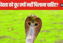 नाग पंचमी पर सांप को भूलकर भी न पिलाएं दूध, जानें कैसे हुई इस पर्व की शुरुआत, कुछ खास बातों का रखें ध्यान