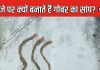 क्यों नागपंचमी के दिन गोबर के बनाते हैं सांप? क्या है इस अनोखी परंपरा का महत्व, जानें पूजा का शुभ मुहूर्त