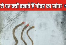 क्यों नागपंचमी के दिन गोबर के बनाते हैं सांप? क्या है इस अनोखी परंपरा का महत्व, जानें पूजा का शुभ मुहूर्त