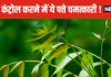 ये छोटे-छोटे पत्ते शरीर की नसों से चूस लेंगे एक्स्ट्रा शुगर ! डायबिटीज में रामबाण, आयुर्वेद ने माना लोहा
